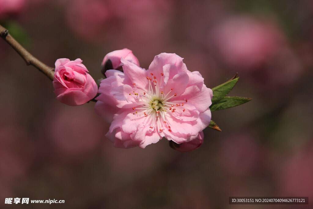 樱花