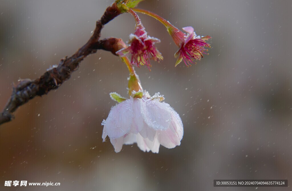 樱花