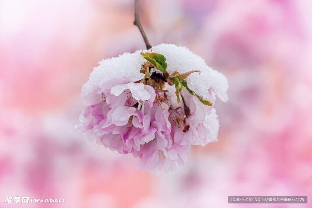 樱花