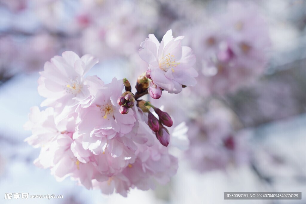 樱花
