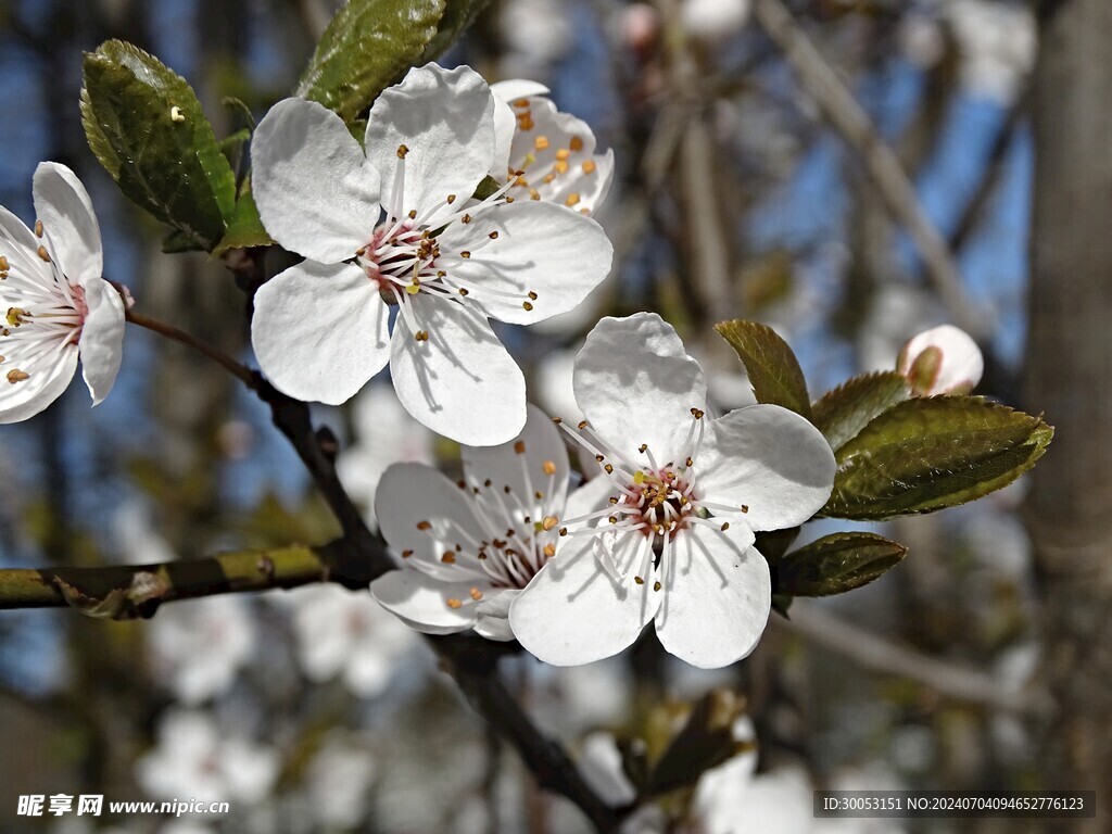 樱花