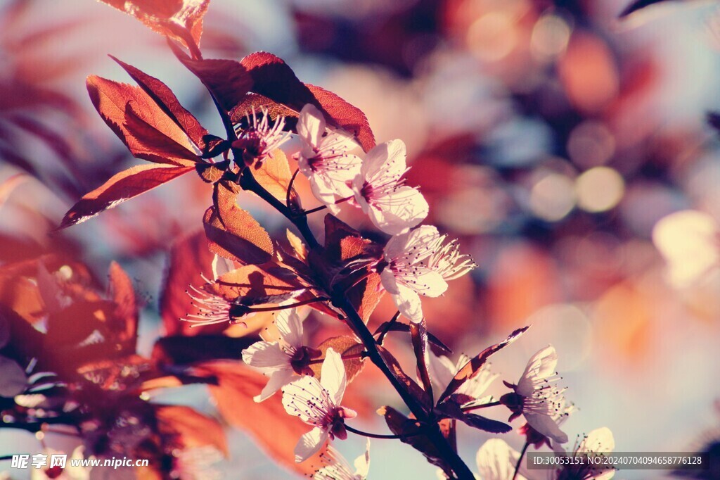 樱花