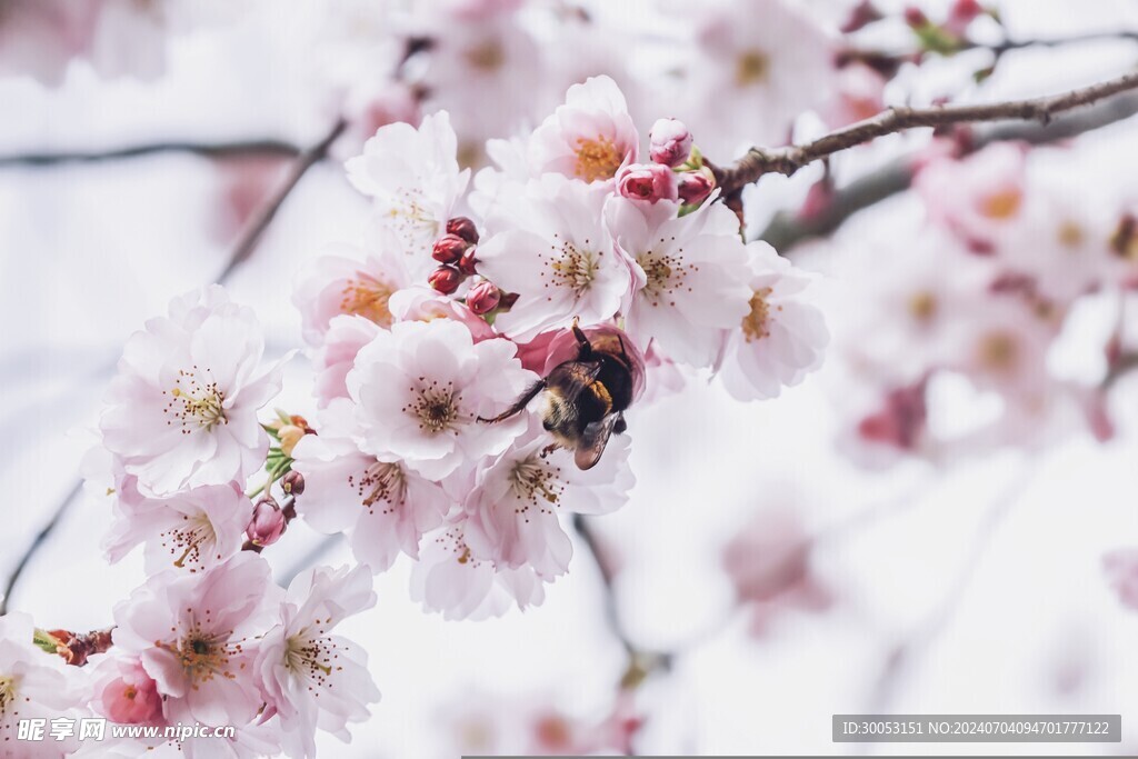 樱花