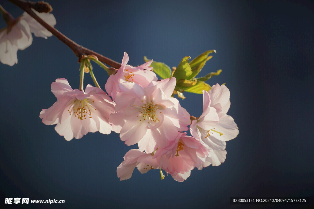 樱花