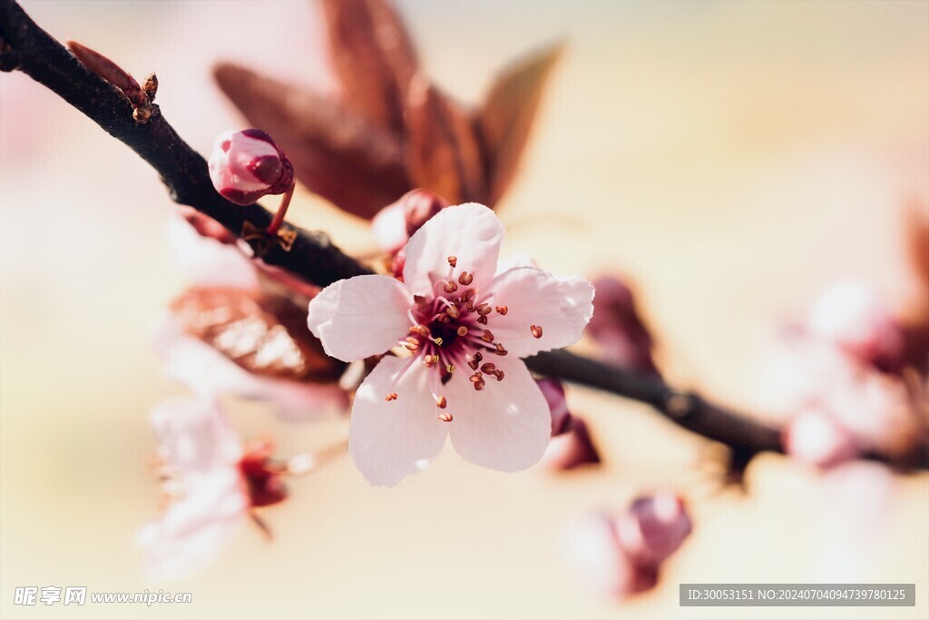 樱花