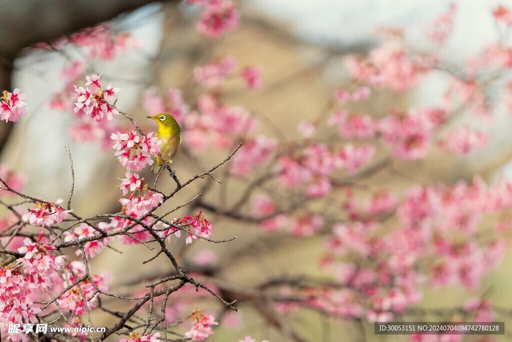 樱花