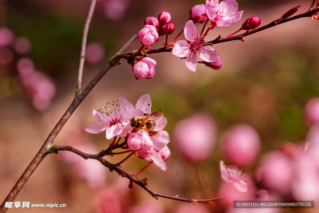 樱花