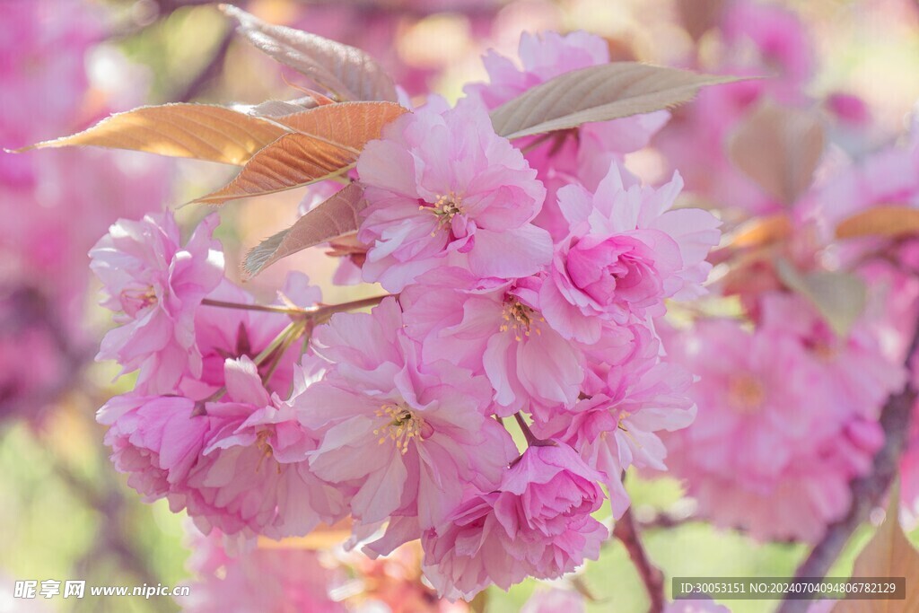 樱花