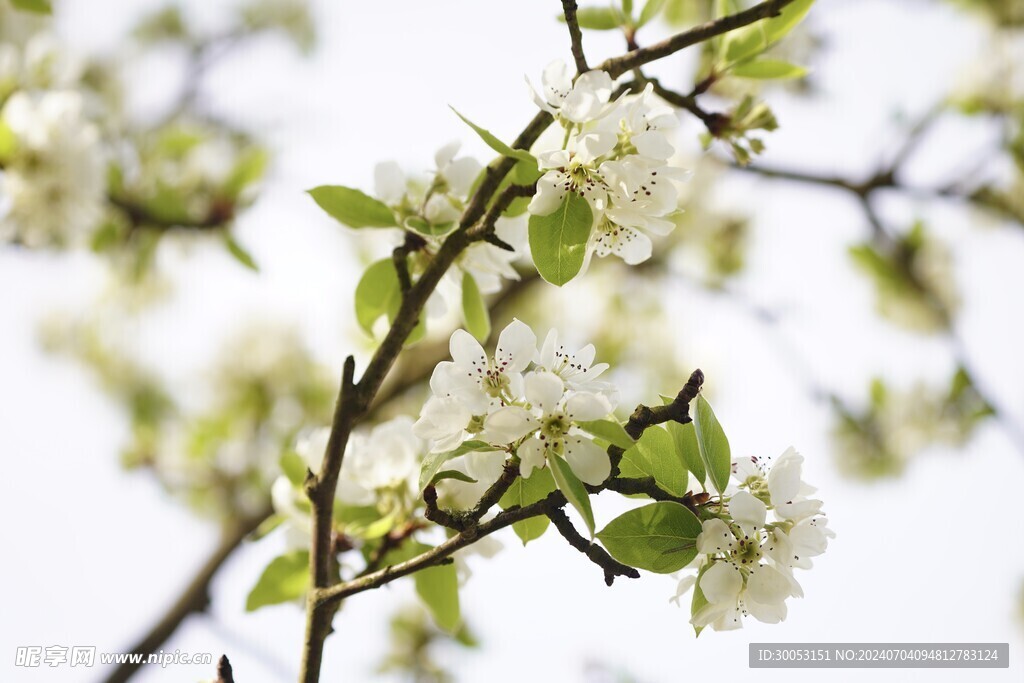 樱花
