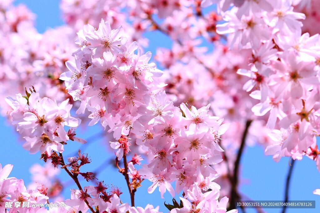 樱花