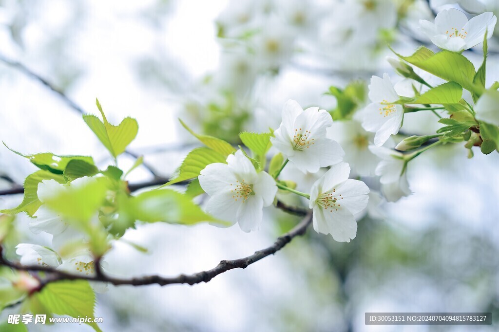 樱花
