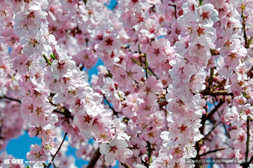 樱花