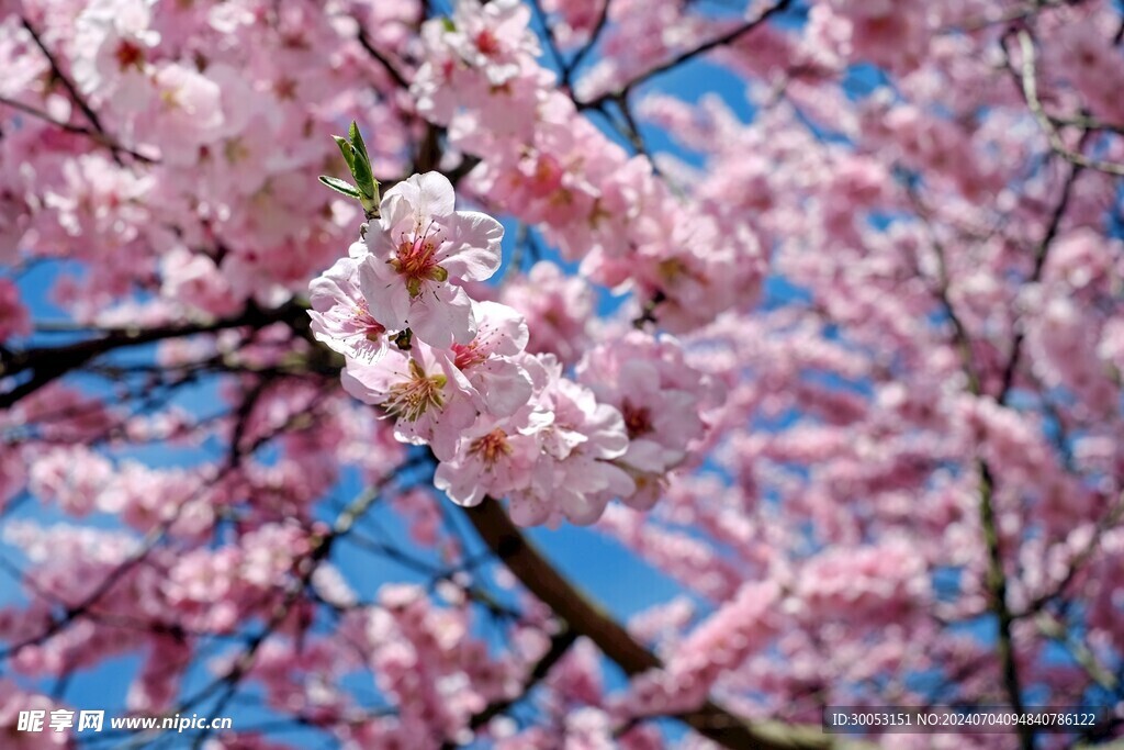 樱花