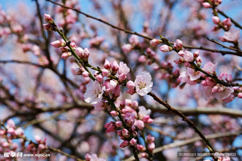 樱花