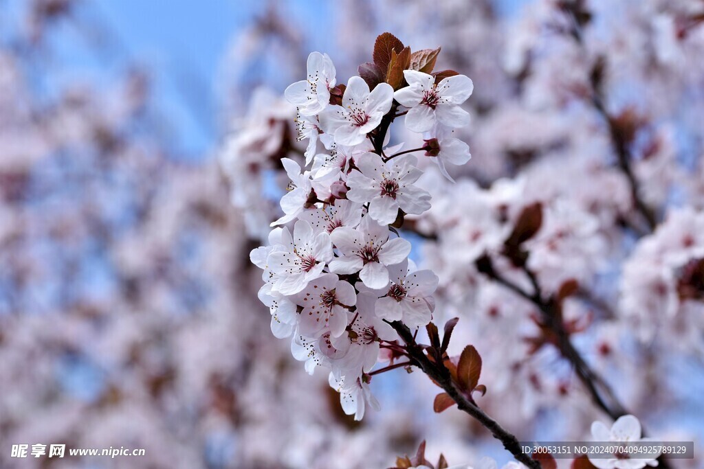 樱花