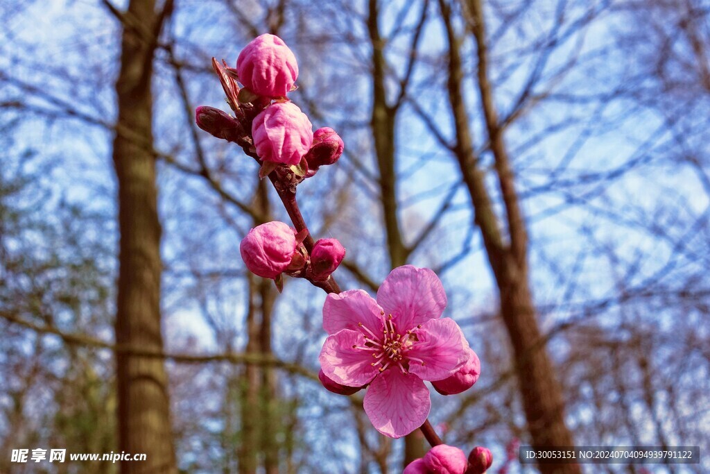 樱花