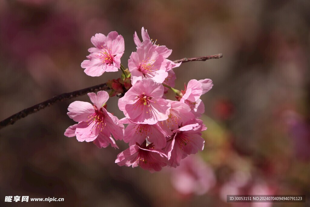 樱花