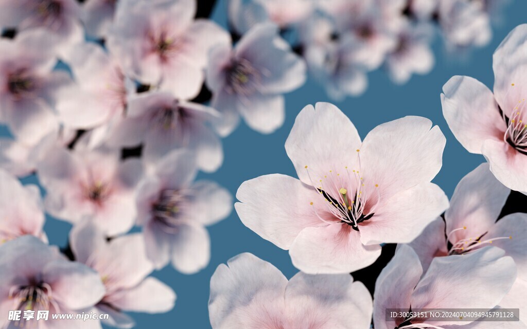 樱花