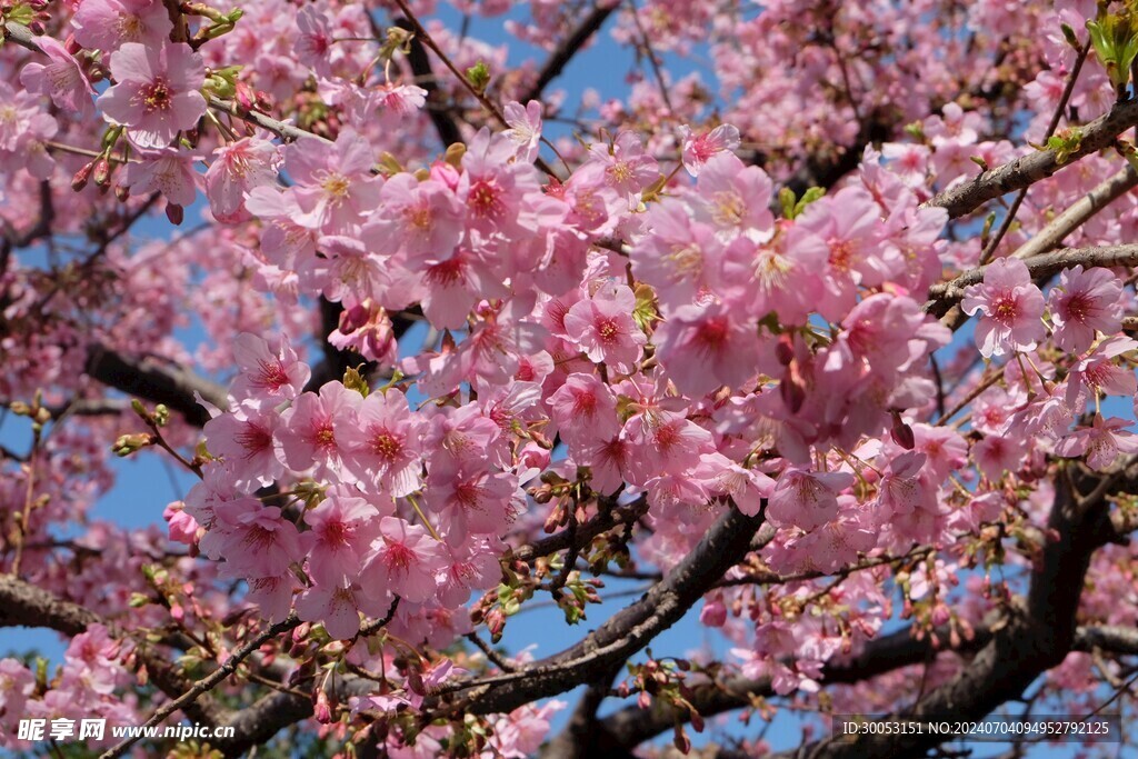 樱花