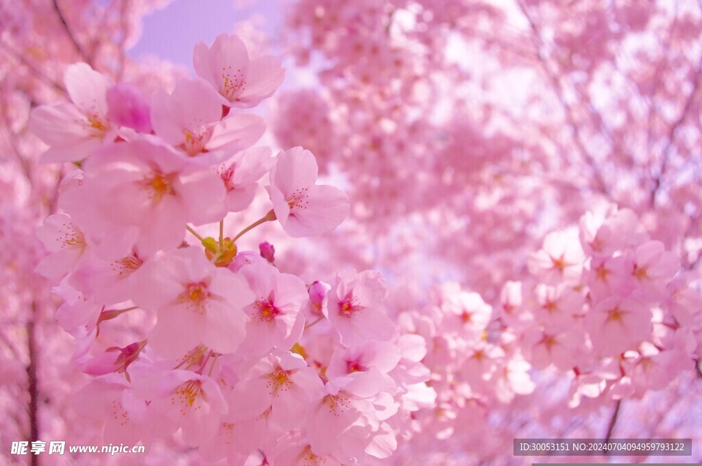 樱花
