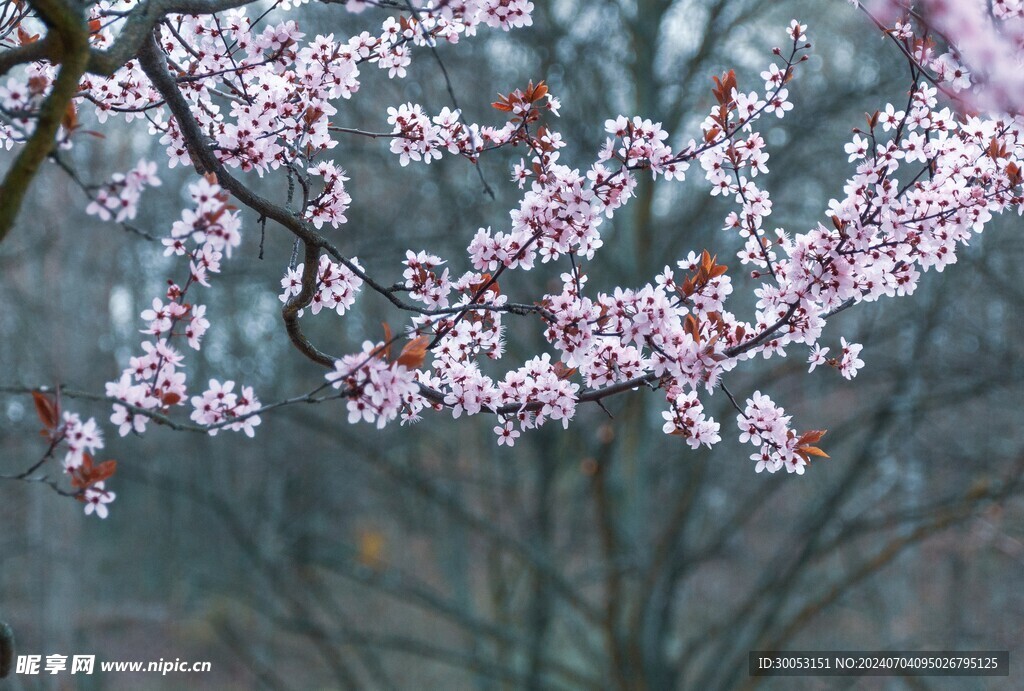 樱花