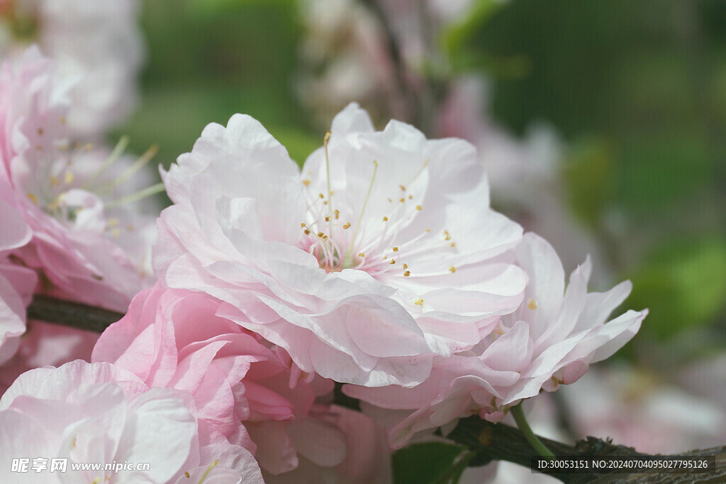 樱花