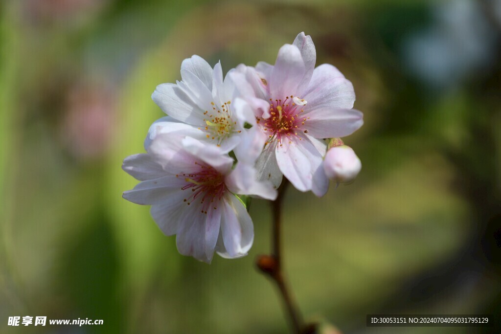 樱花