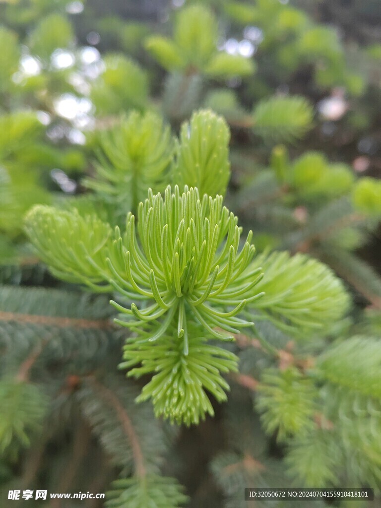 松树