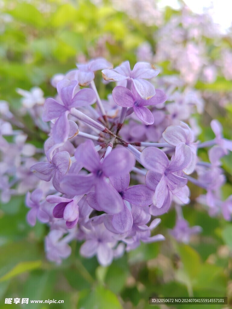紫色的花