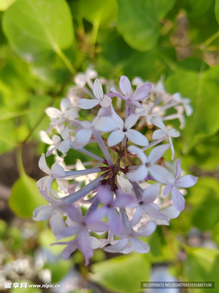 丁香花