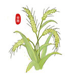 麦穗小麦图片 