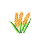 麦穗小麦图片