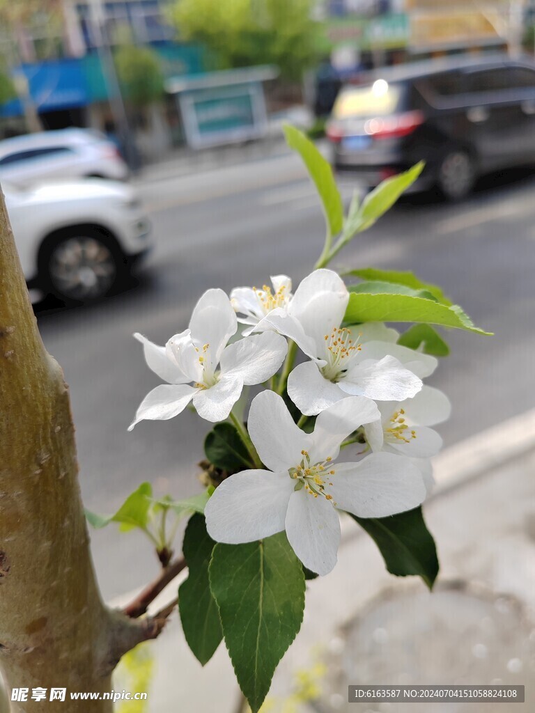 海棠花