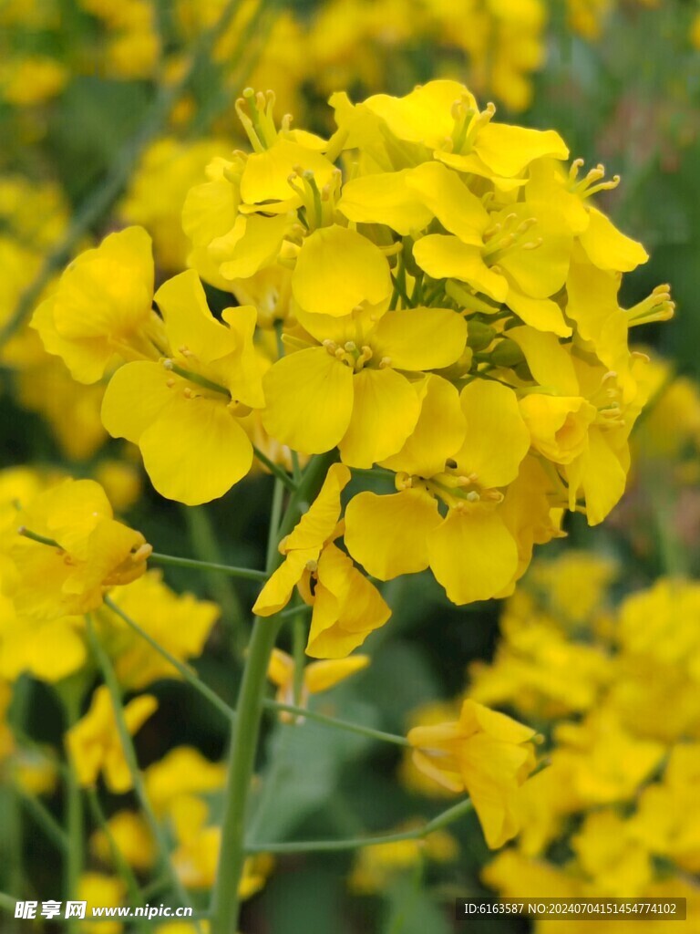 油菜花