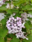 丁香花