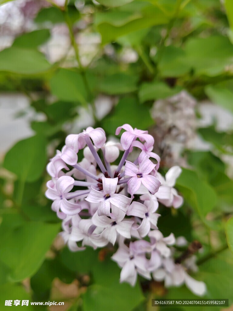 丁香花