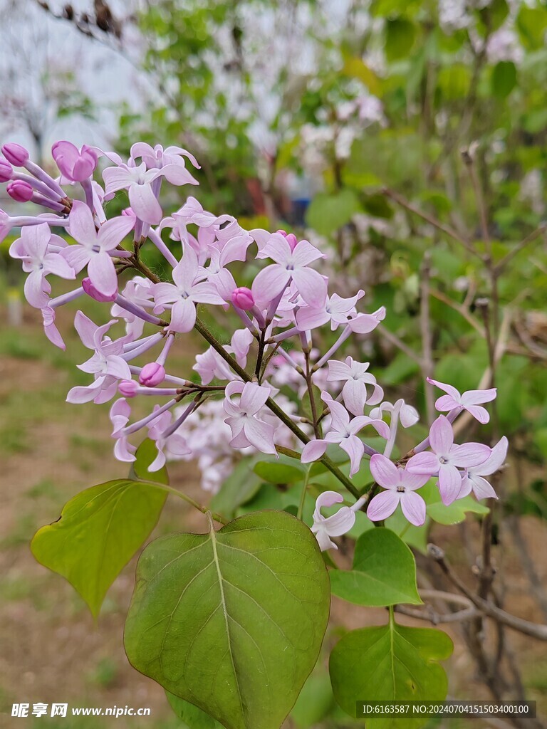 丁香花