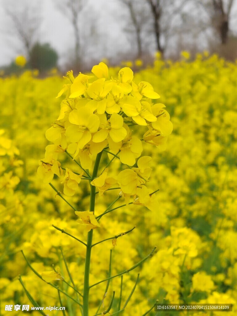 油菜花