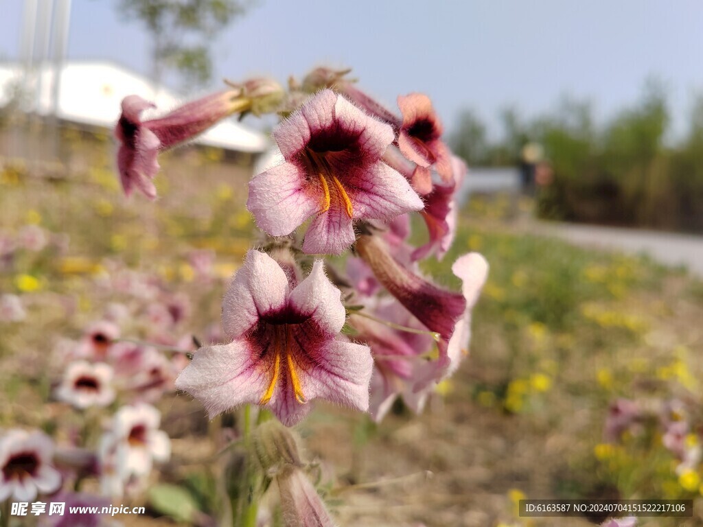 美丽的地黄花