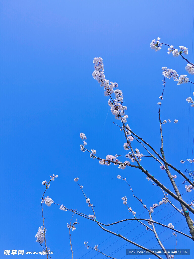 春日的花