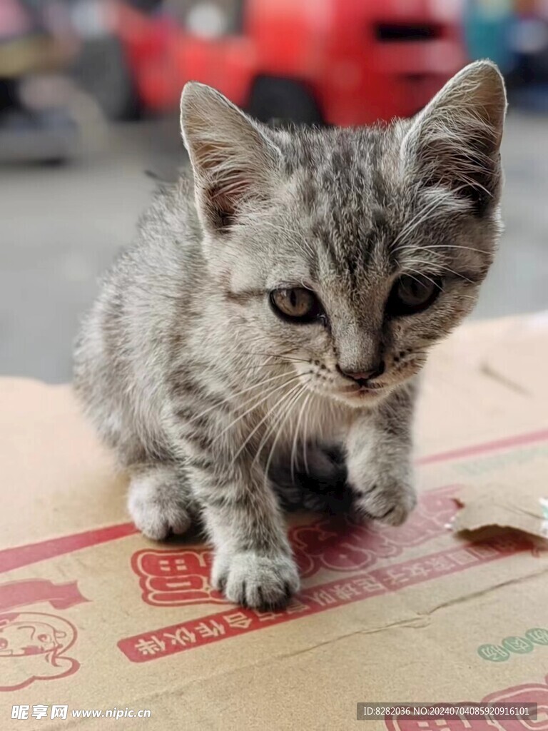 猫咪