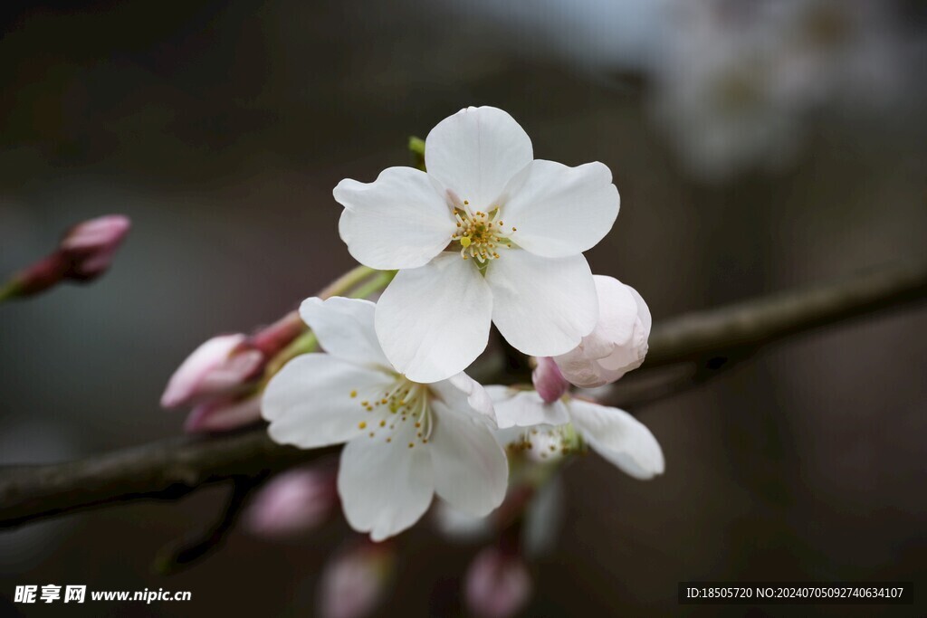 樱花