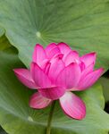 莲花