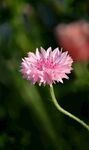 矢车菊
