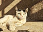 小猫
