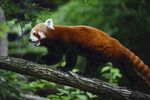 小熊