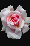玫瑰花
