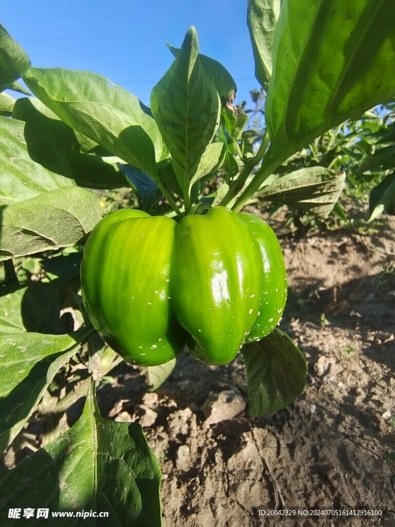 大辣椒