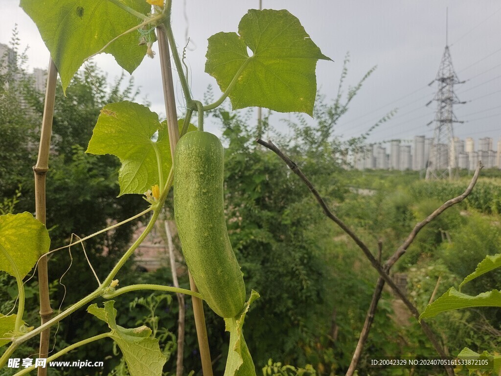 黄瓜