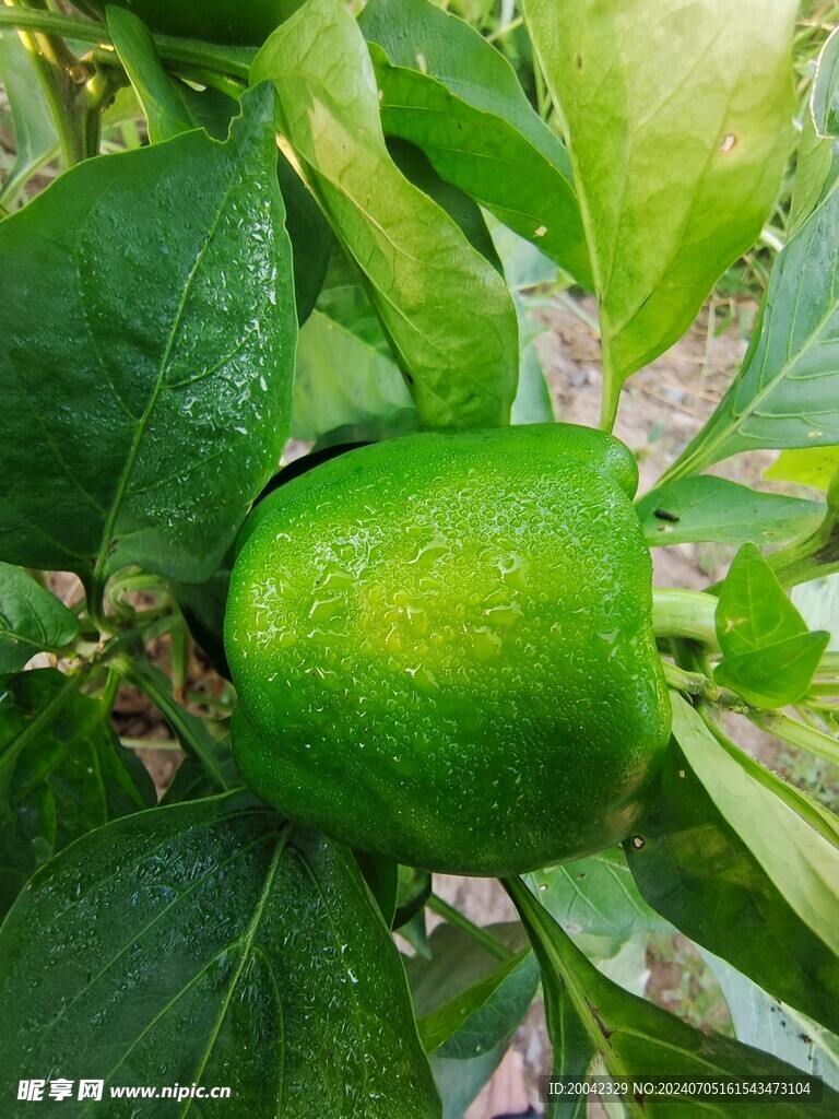 大辣椒